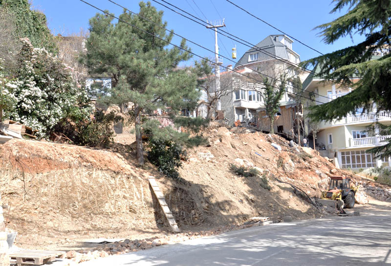 На ЮБК уничтожаются краснокнижные деревья