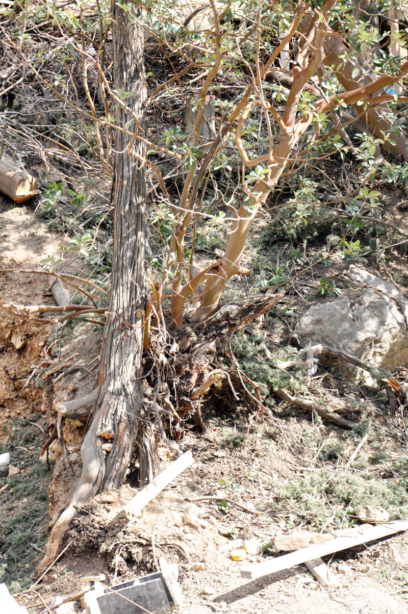 На ЮБК уничтожаются краснокнижные деревья