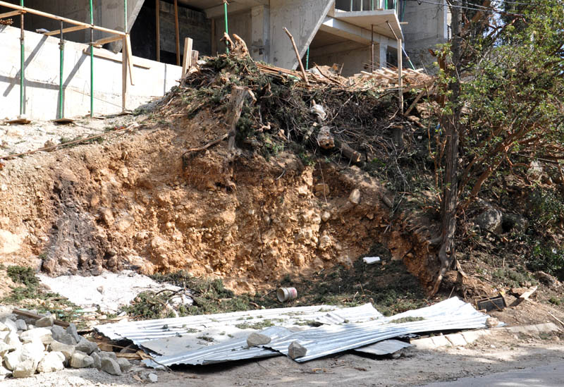 На ЮБК уничтожаются краснокнижные деревья