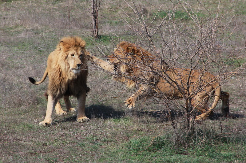 В сафари-парке «Тайган» отпраздновали воссоединение Крыма с Россией
