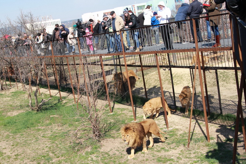 В сафари-парке «Тайган» отпраздновали воссоединение Крыма с Россией
