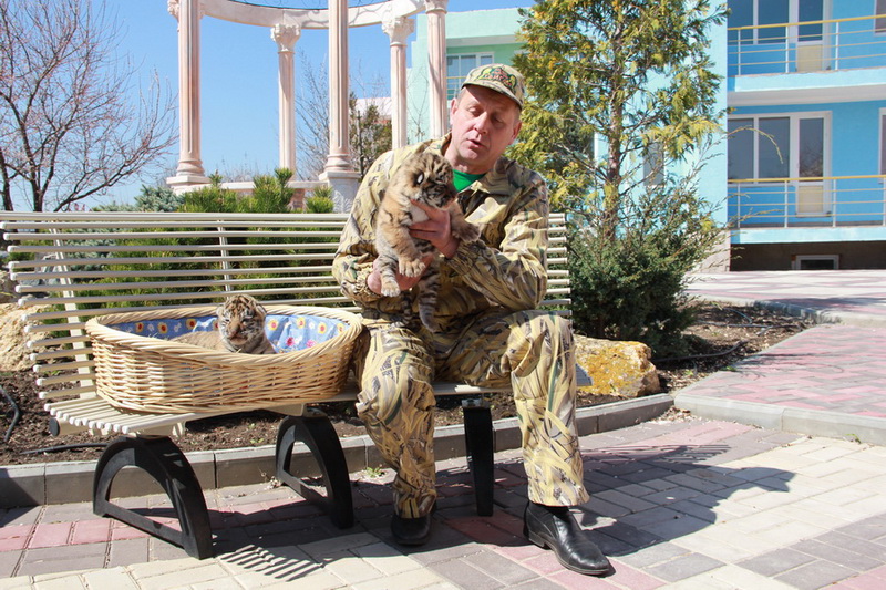 В Крыму показали тигрят, родившихся в ночь референдума