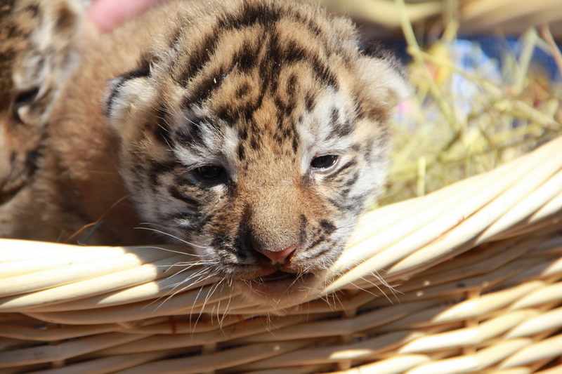 В Крыму показали тигрят, родившихся в ночь референдума