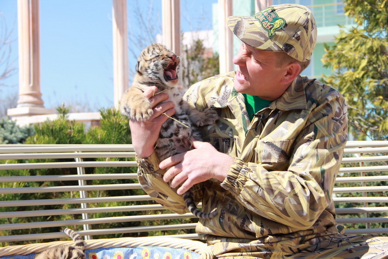В Крыму показали тигрят, родившихся в ночь референдума