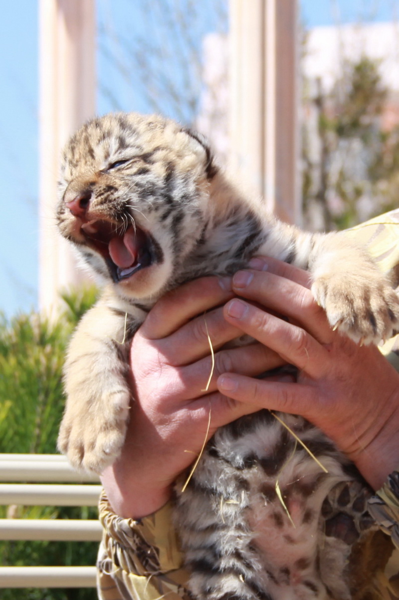 В Крыму показали тигрят, родившихся в ночь референдума