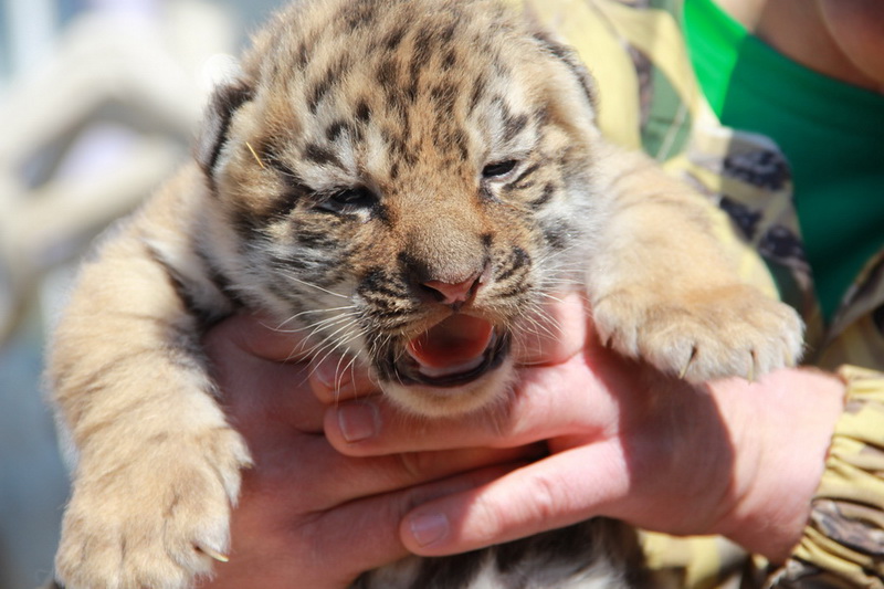 В Крыму показали тигрят, родившихся в ночь референдума