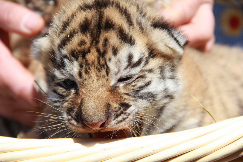 В Крыму показали тигрят, родившихся в ночь референдума