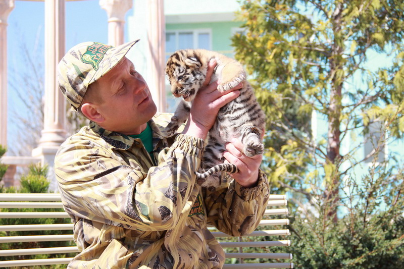 В Крыму показали тигрят, родившихся в ночь референдума