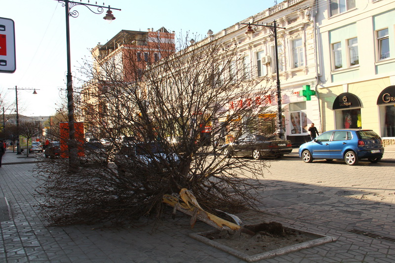 В центре Симферополя в результате ДТП сломан клен