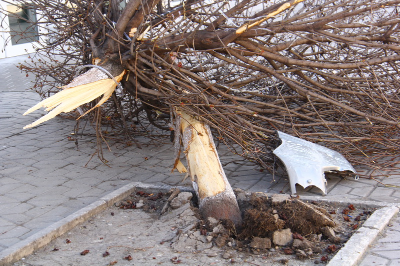 В центре Симферополя в результате ДТП сломан клен