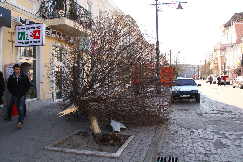 В центре Симферополя в результате ДТП сломан клен