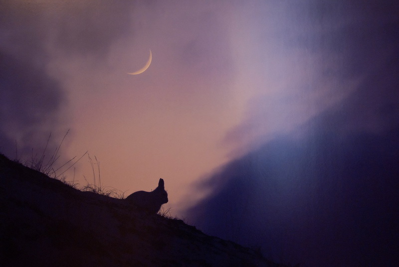 В Севастополе открылась выставка «National Geographic»