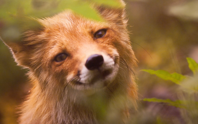 В Севастополе открылась выставка «National Geographic»