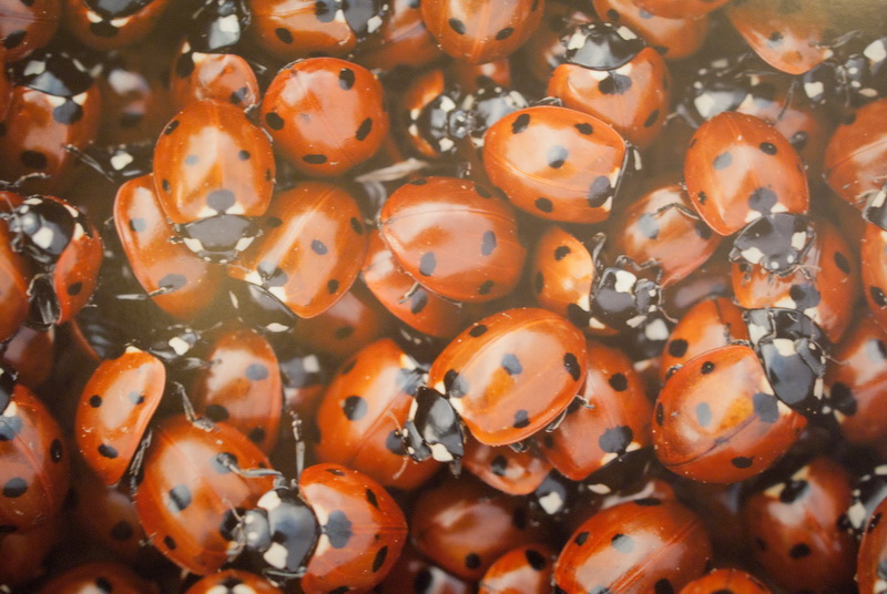 В Севастополе открылась выставка «National Geographic»