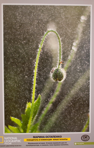 В Севастополе открылась выставка «National Geographic»