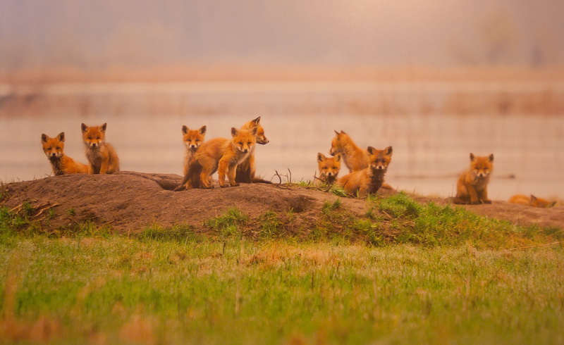 В Севастополе открылась выставка «National Geographic»