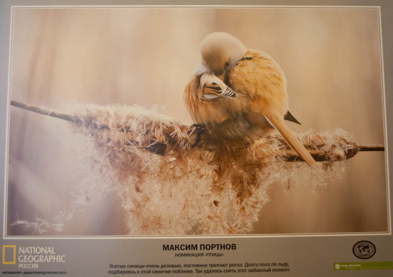 В Севастополе открылась выставка «National Geographic»