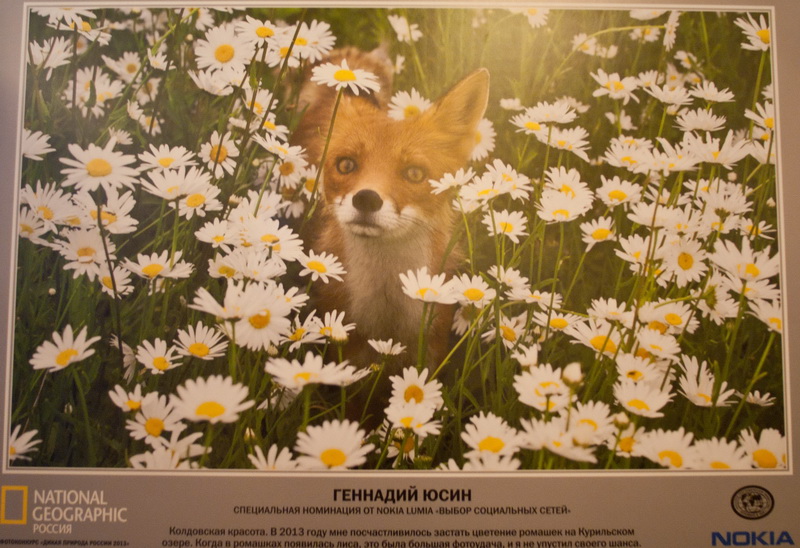 В Севастополе открылась выставка «National Geographic»