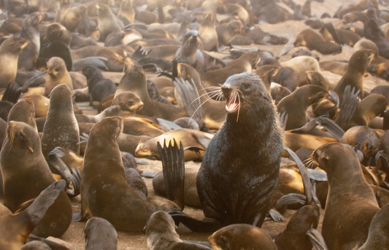 В Севастополе открылась выставка «National Geographic»