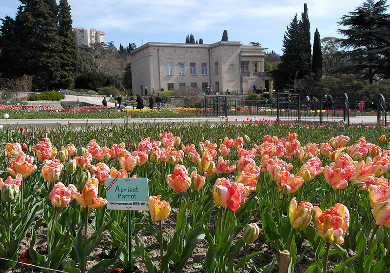 В Никитском ботаническом саду расцвели тюльпаны
