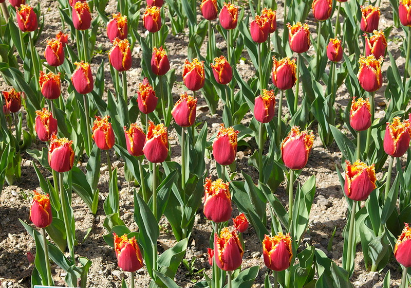 В Никитском ботаническом саду расцвели тюльпаны