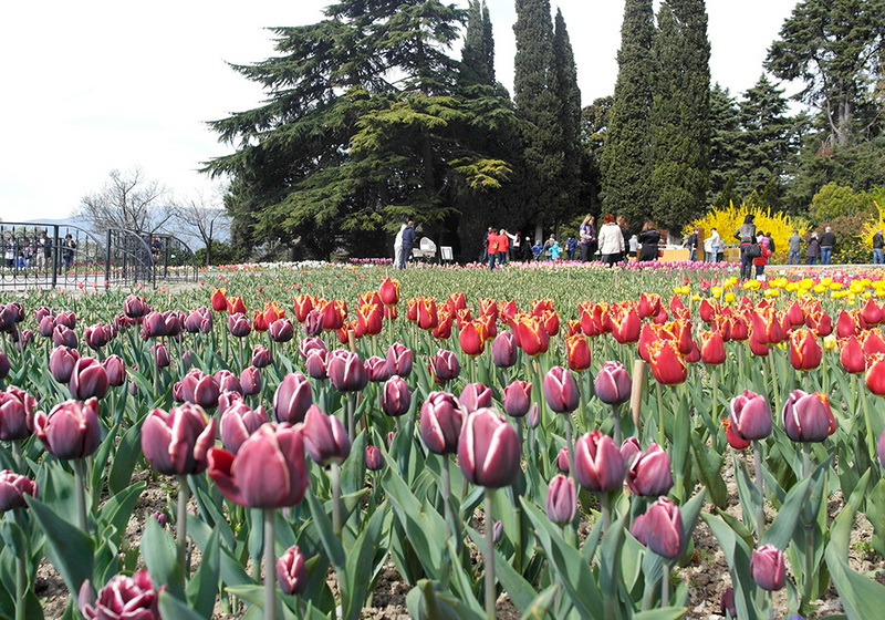В Никитском ботаническом саду расцвели тюльпаны