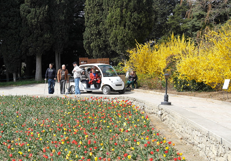 В Никитском ботаническом саду расцвели тюльпаны