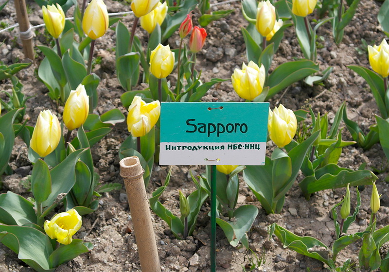 В Никитском ботаническом саду расцвели тюльпаны