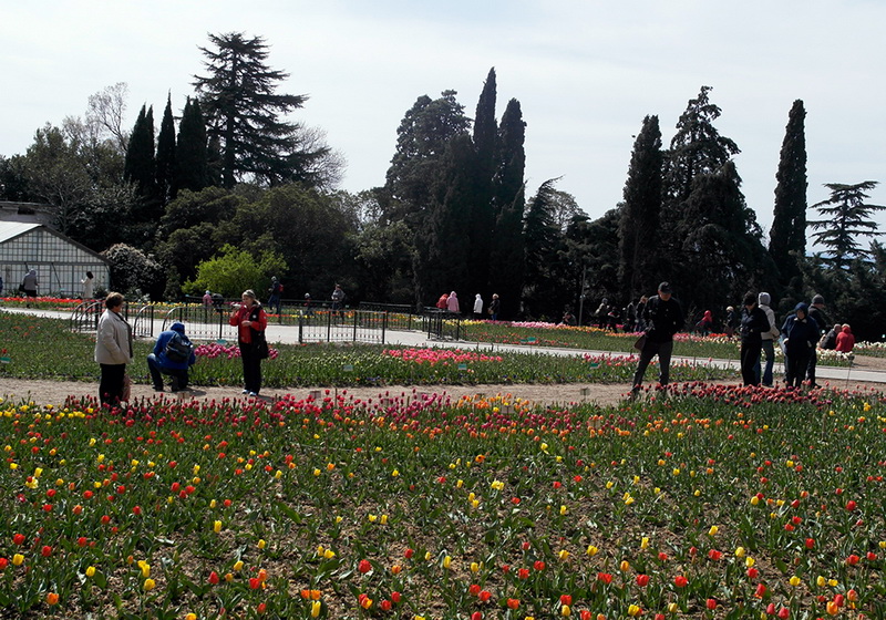 В Никитском ботаническом саду расцвели тюльпаны