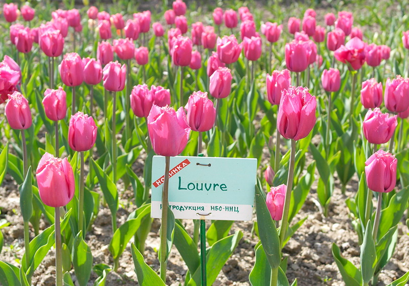 В Никитском ботаническом саду расцвели тюльпаны