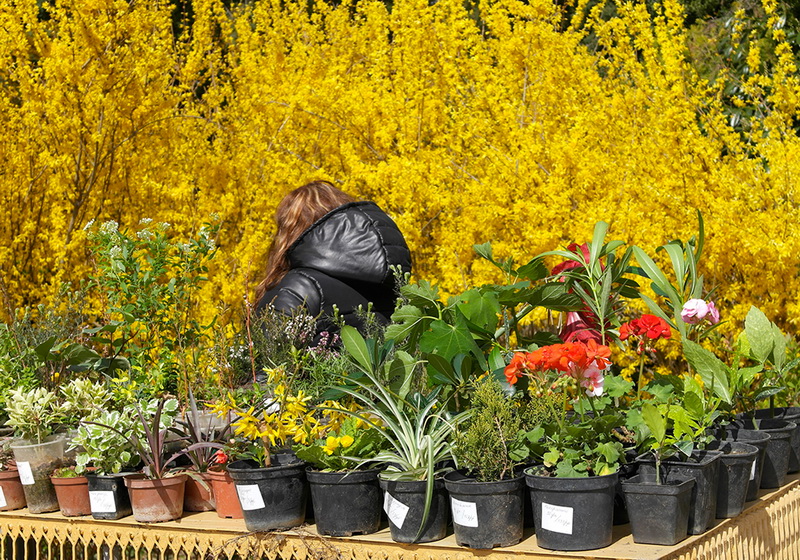 В Никитском ботаническом саду расцвели тюльпаны