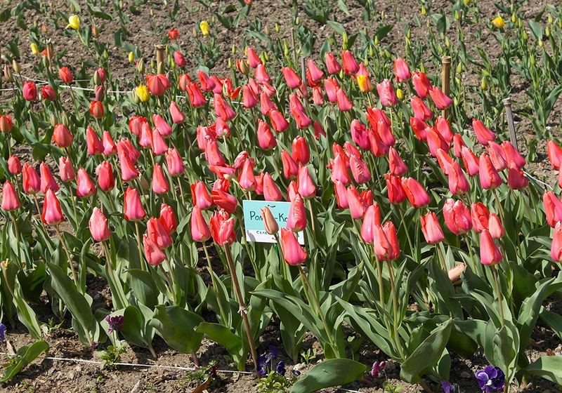 В Никитском ботаническом саду расцвели тюльпаны
