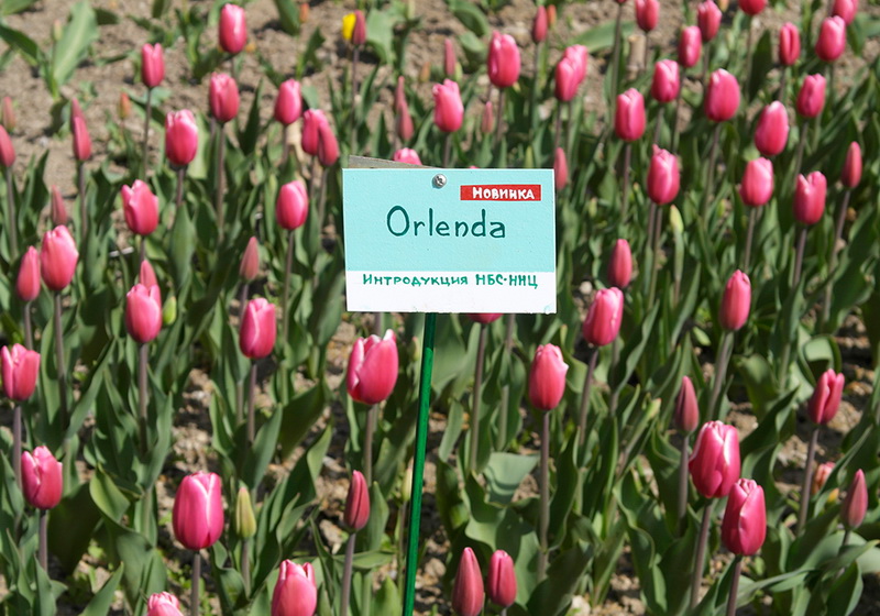 В Никитском ботаническом саду расцвели тюльпаны