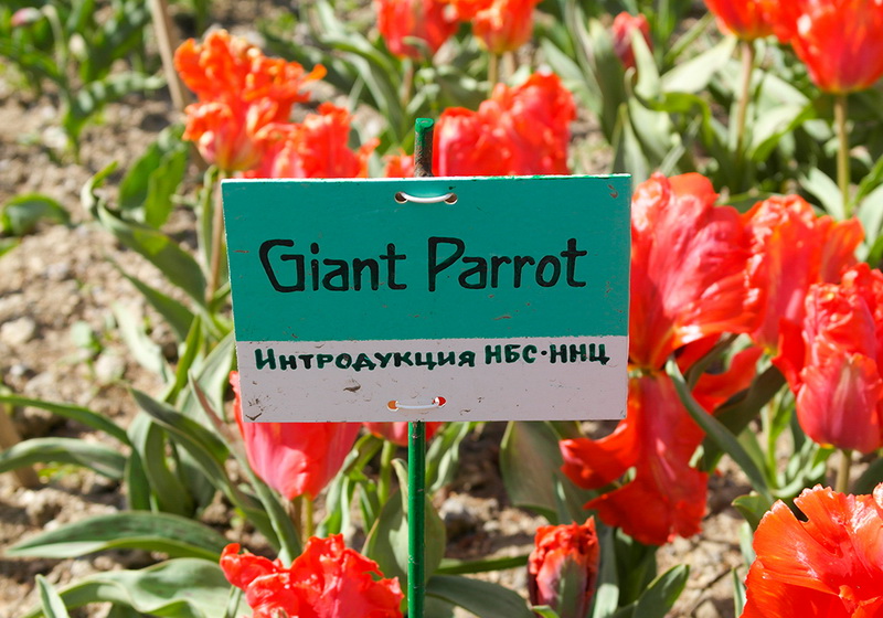 В Никитском ботаническом саду расцвели тюльпаны