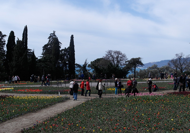 В Никитском ботаническом саду расцвели тюльпаны