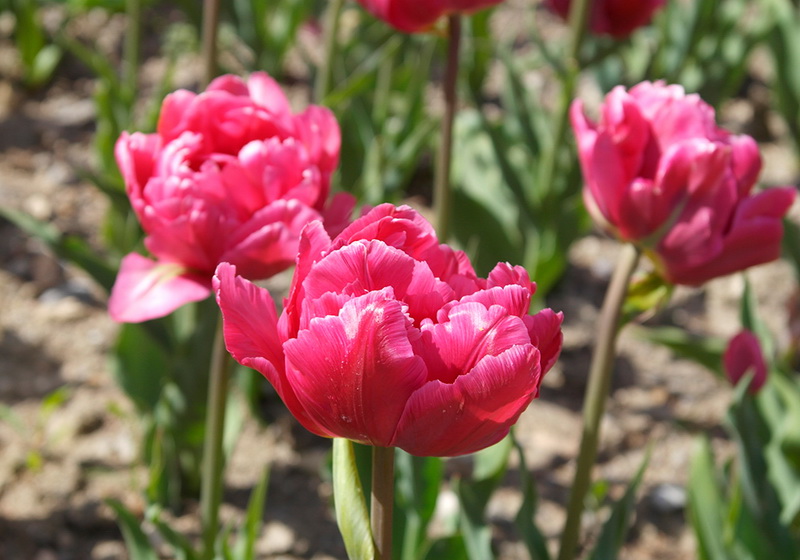 В Никитском ботаническом саду расцвели тюльпаны