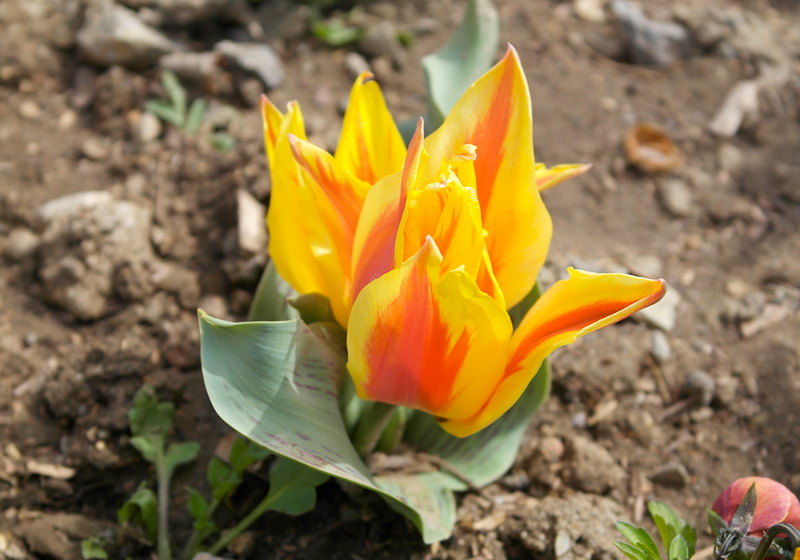 В Никитском ботаническом саду расцвели тюльпаны