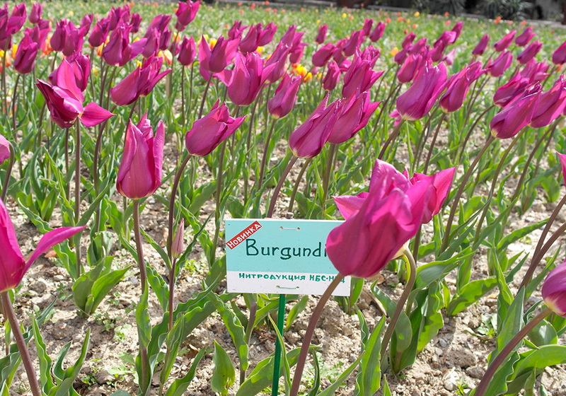 В Никитском ботаническом саду расцвели тюльпаны