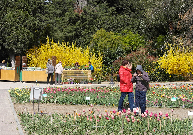 В Никитском ботаническом саду расцвели тюльпаны