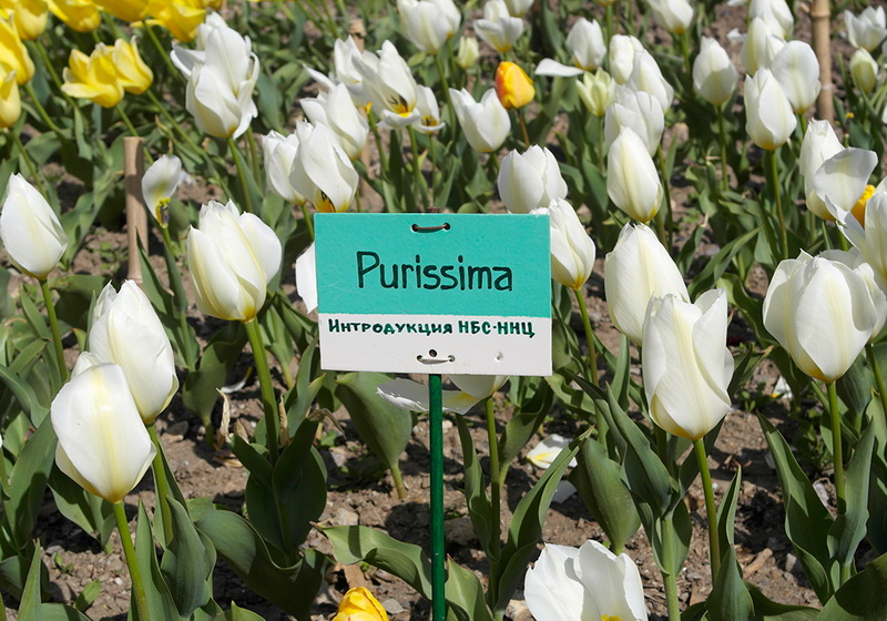 В Никитском ботаническом саду расцвели тюльпаны