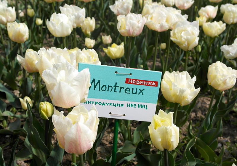 В Никитском ботаническом саду расцвели тюльпаны