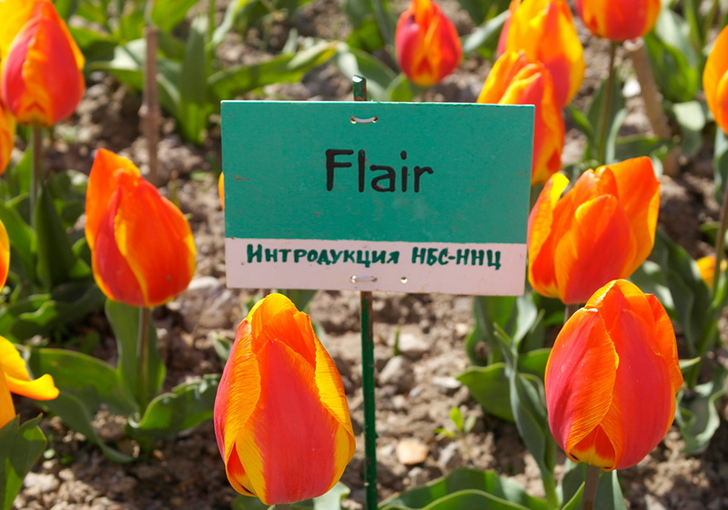 В Никитском ботаническом саду расцвели тюльпаны