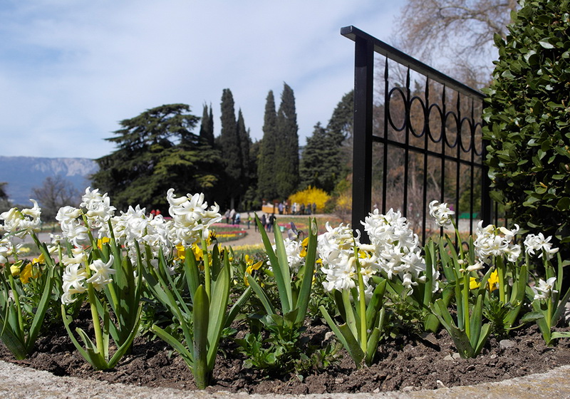 В Никитском ботаническом саду расцвели тюльпаны