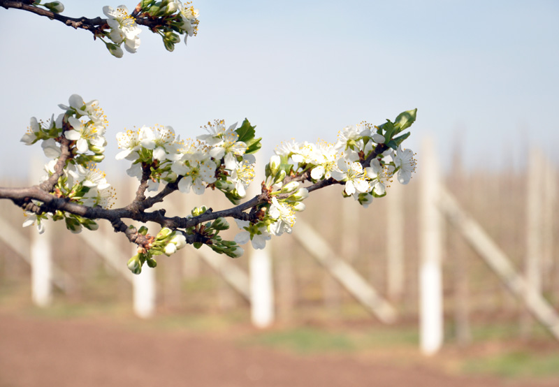 Министр сельского хозяйства РФ посетил предприятия Крыма