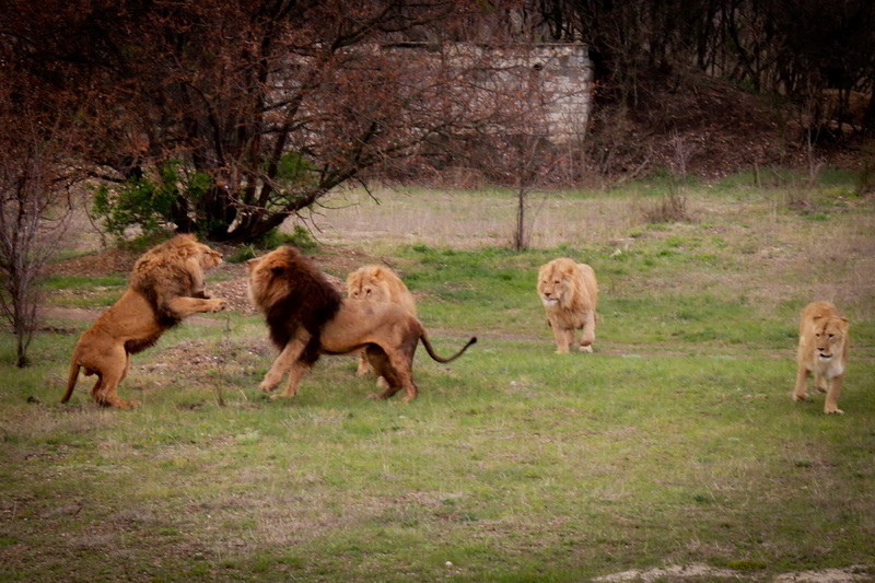 В сафари-парке «Тайган» открыли сезон хищников