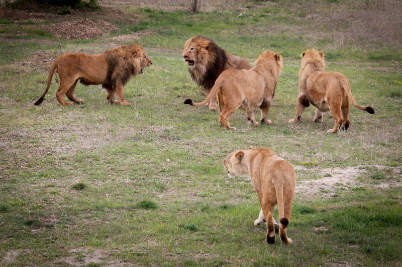 В сафари-парке «Тайган» открыли сезон хищников