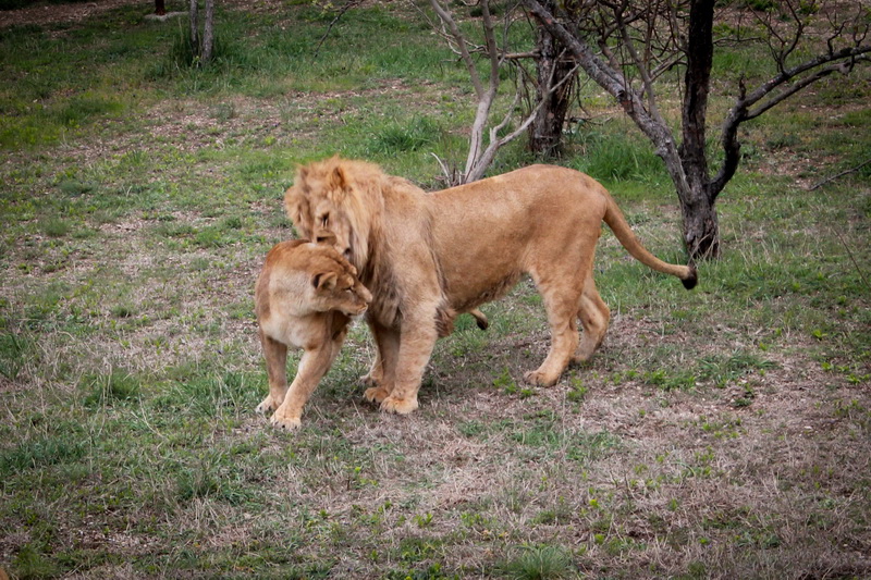В сафари-парке «Тайган» открыли сезон хищников