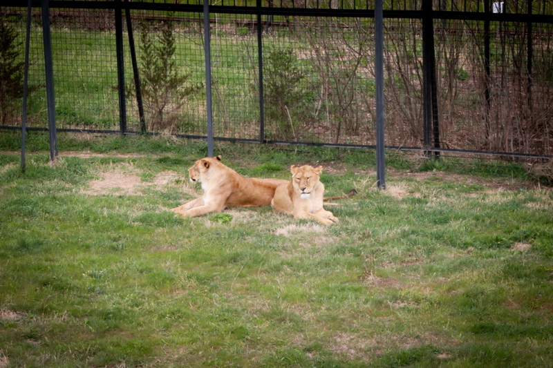 В сафари-парке «Тайган» открыли сезон хищников