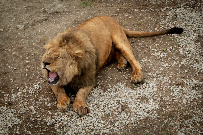 В сафари-парке «Тайган» открыли сезон хищников