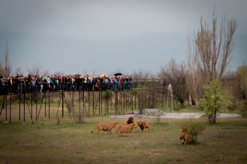 В сафари-парке «Тайган» открыли сезон хищников